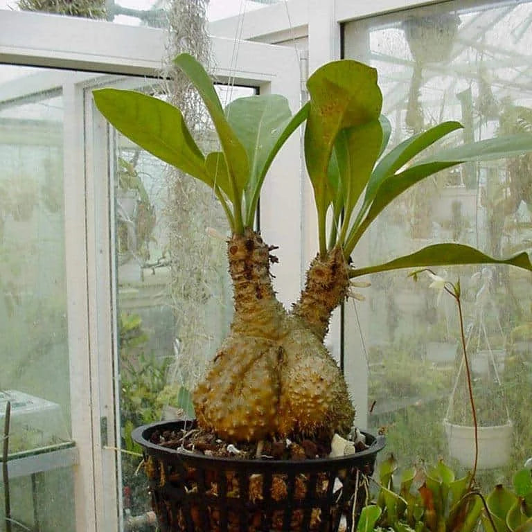 Myrmecodia echinata, 6-8 cm 大森食虫植物農園