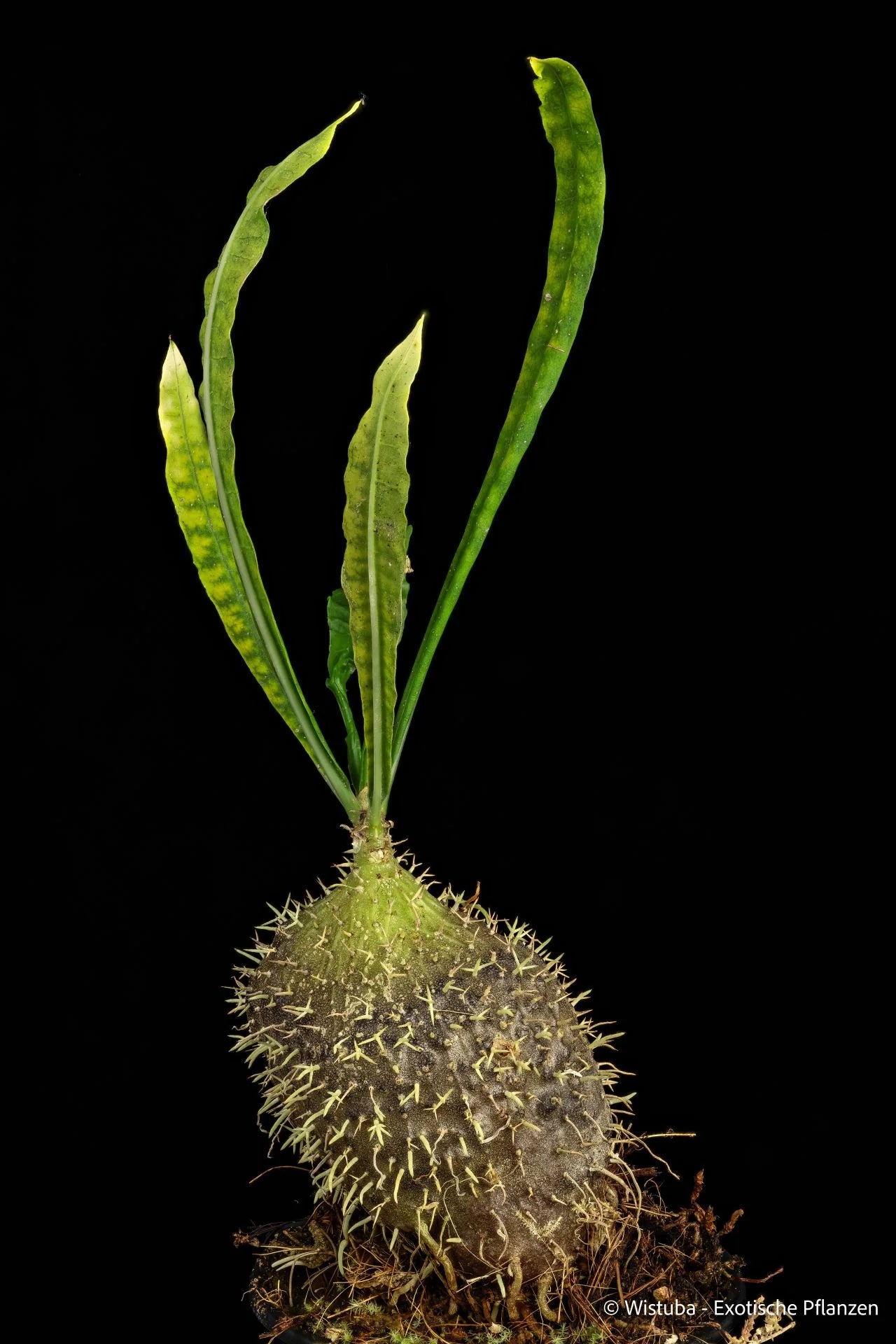 Myrmecodia erinacea "EE" (long, narrow leaves, Nabire, Irian Jaya) 大森食虫植物農園