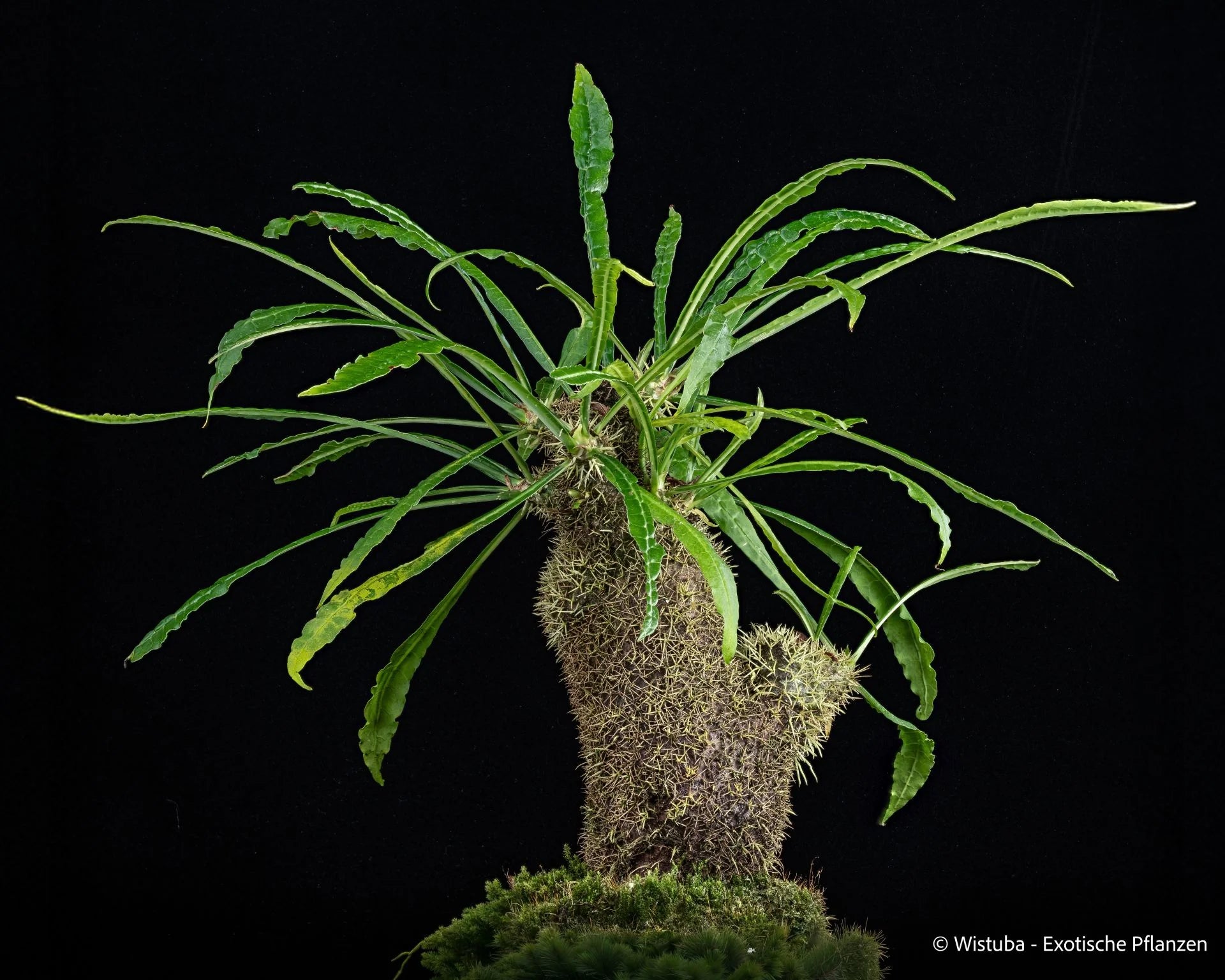 Myrmecodia erinacea "ME" (Nabire, Irian Jaya) 大森食虫植物農園