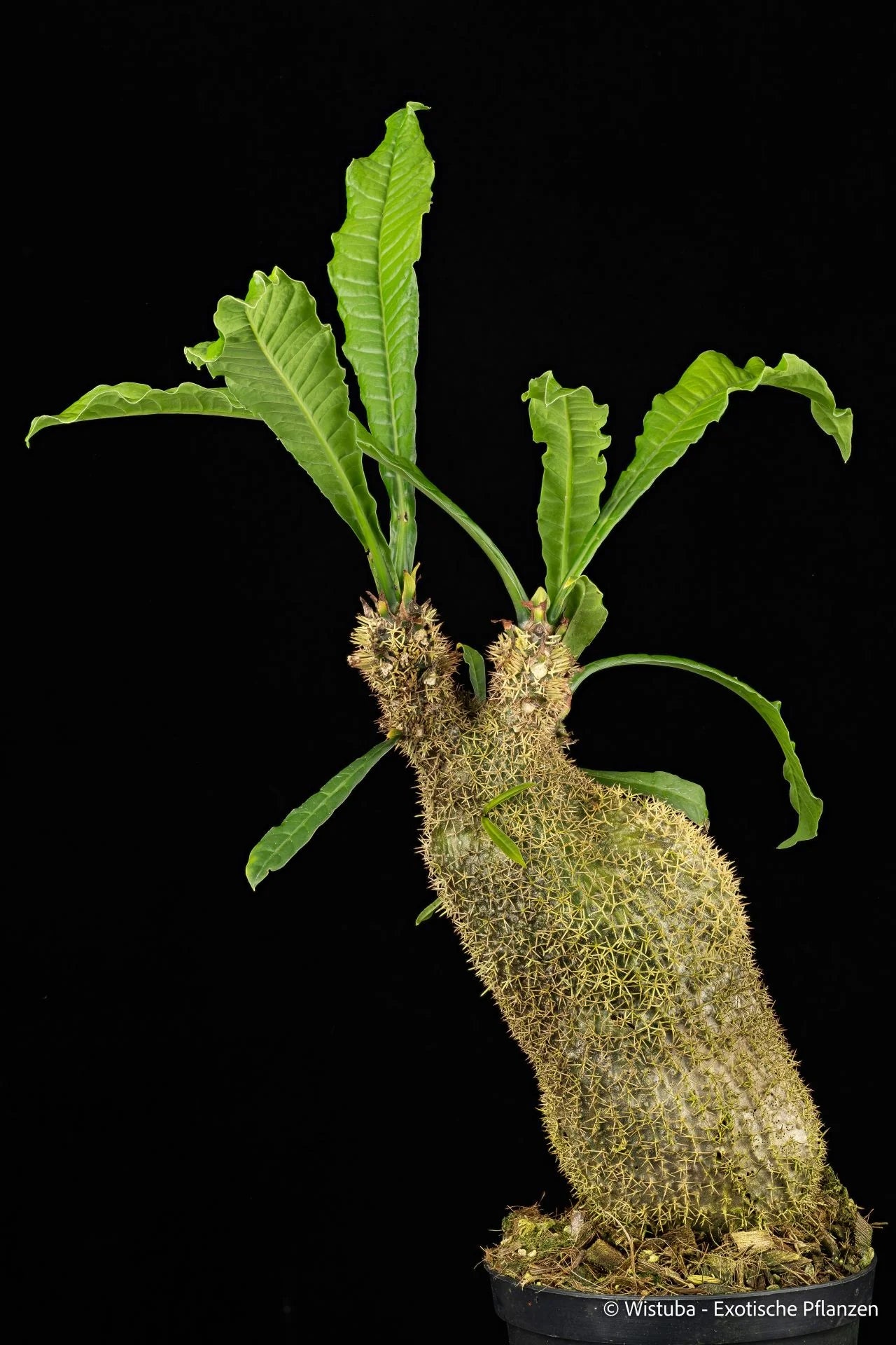 Myrmecodia erinacea (Sorong, Irian Jaya) 大森食虫植物農園