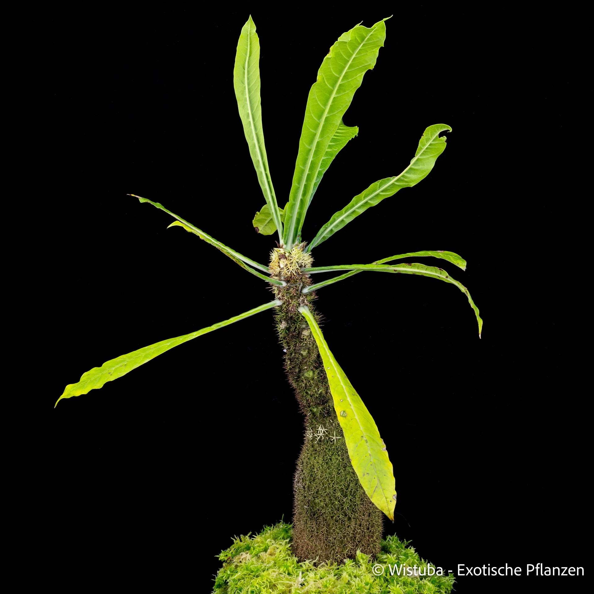 Myrmecodia erinacea (broad leaves, unclear origin) 大森食虫植物農園