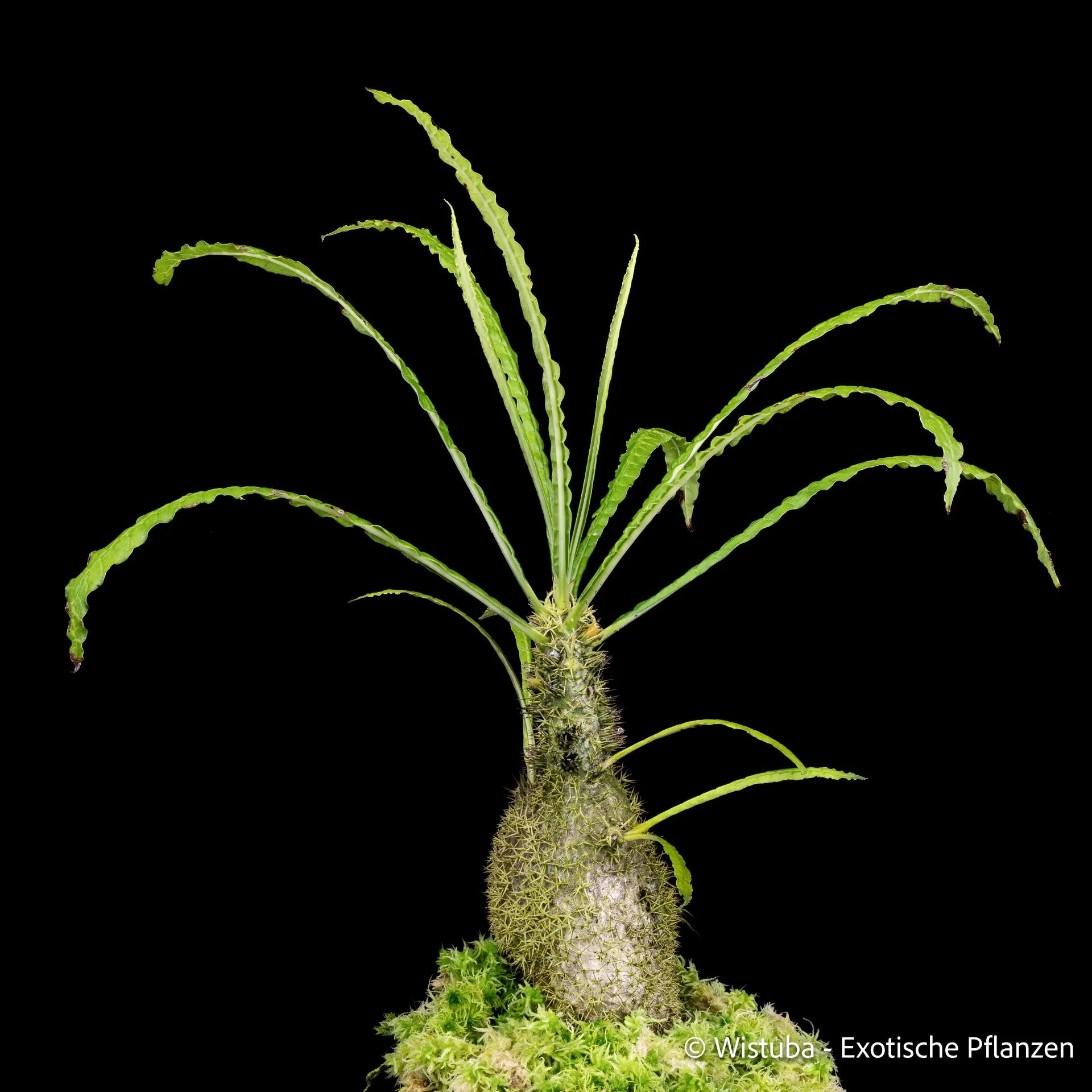 Myrmecodia erinacea (extremely long and narrow leaves, unclear origin) 大森食虫植物農園