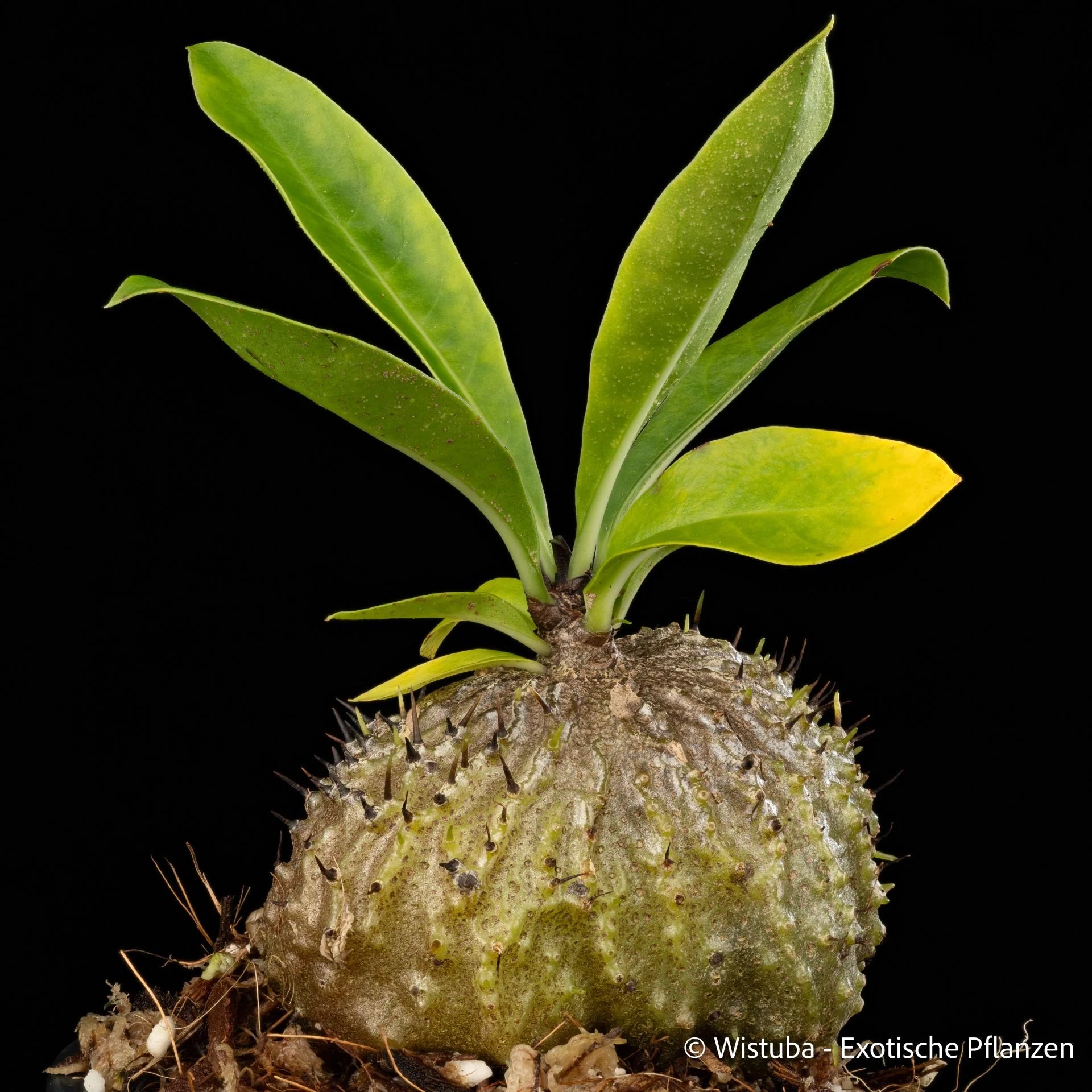 Myrmecodia horrida (Dauro, PNG) 大森食虫植物農園