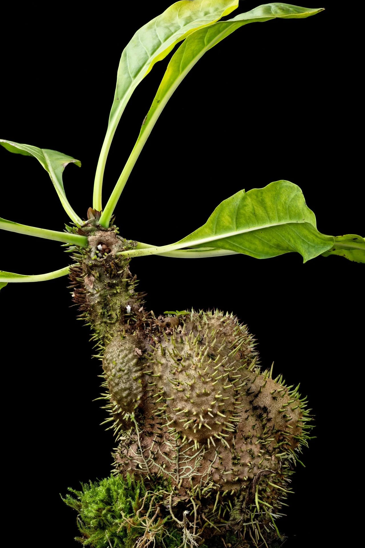 Myrmecodia jobiensis (Rajah Ampat, Irian Jaya) 大森食虫植物農園