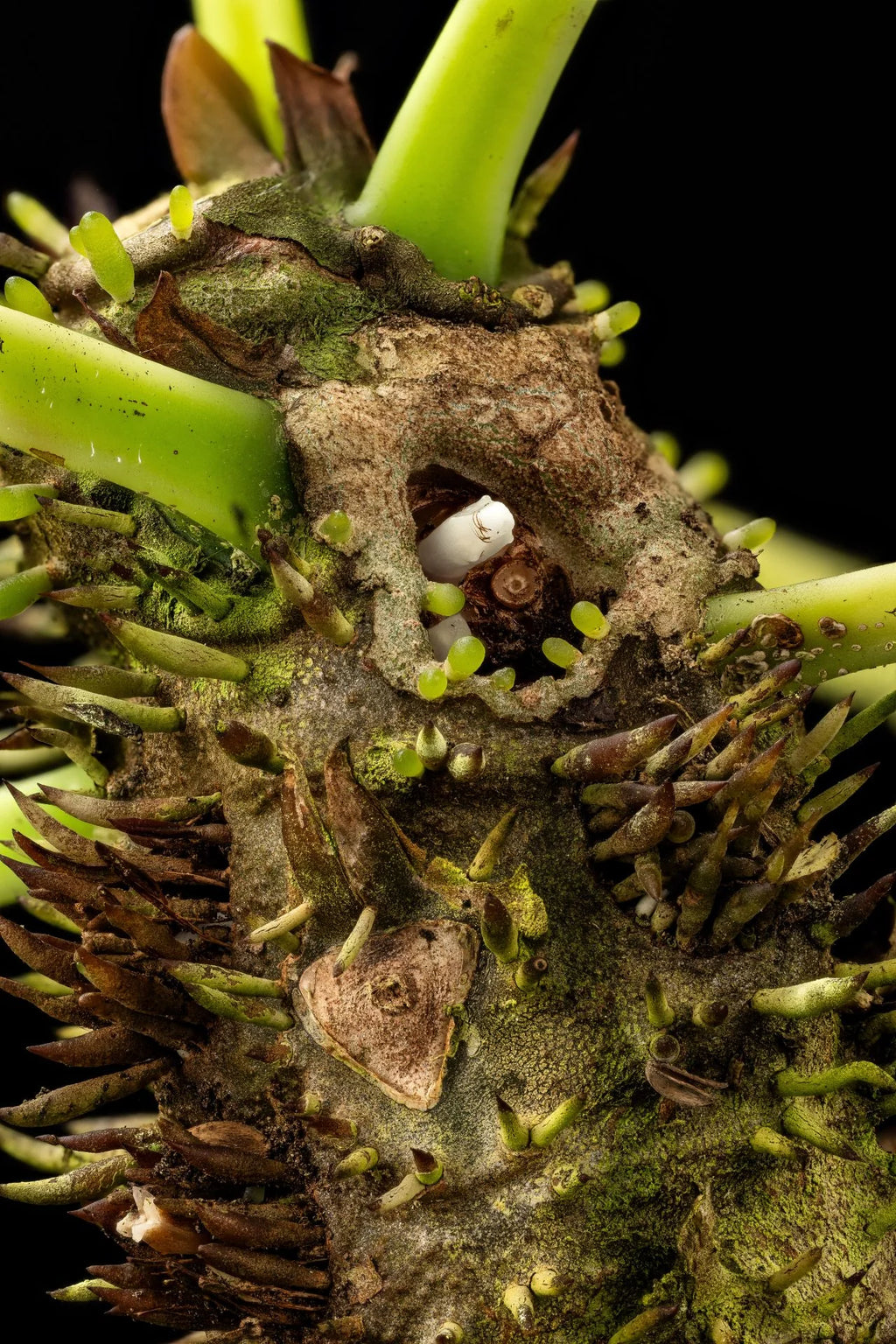 Myrmecodia jobiensis (Rajah Ampat, Irian Jaya) 大森食虫植物農園