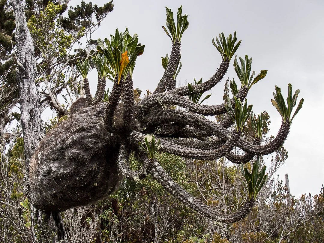 Myrmecodia lamii (Habbema form) 大森食虫植物農園