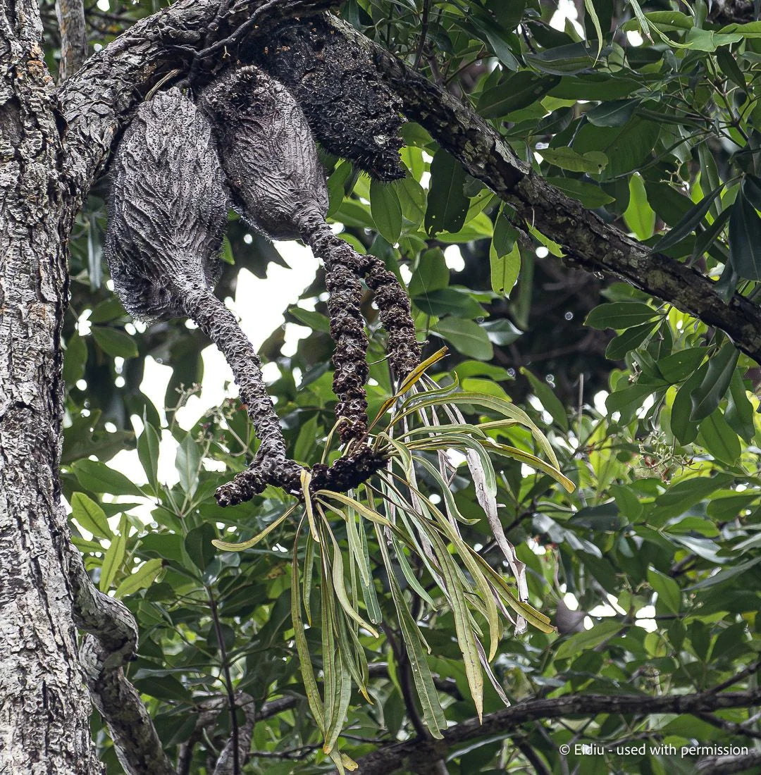 Myrmecodia longissima (Jayapura, Irian Jaya) 大森食虫植物農園