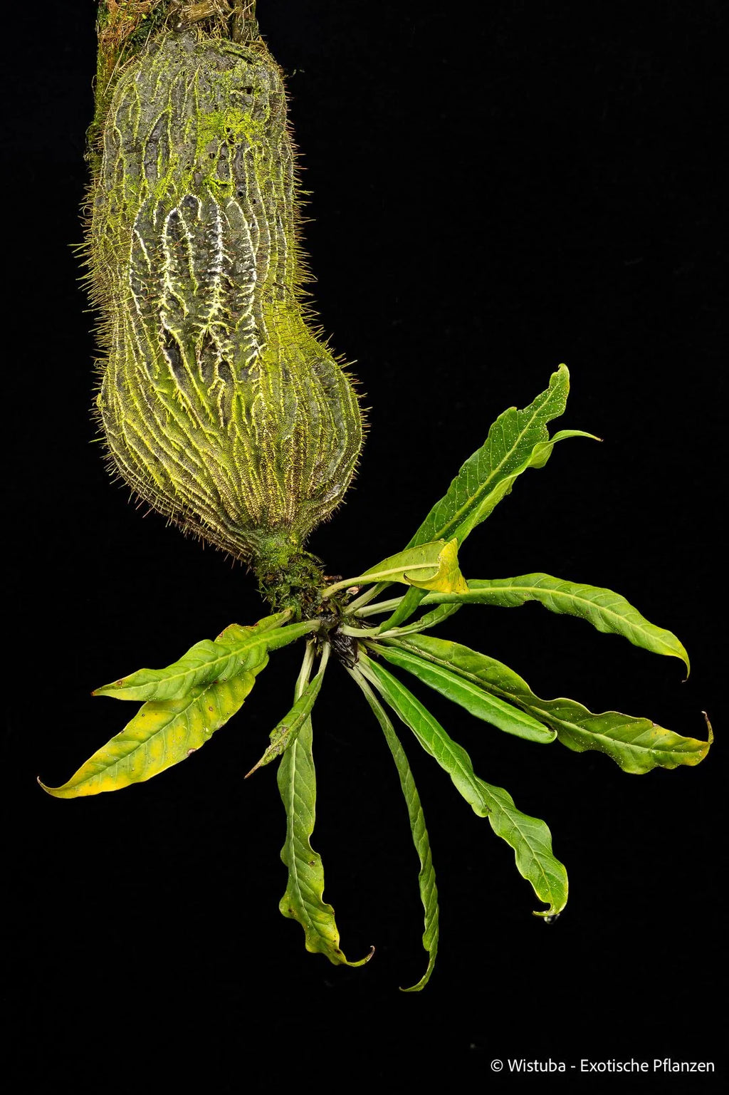 Myrmecodia pendens (road to Kutubu, PNG) 大森食虫植物農園