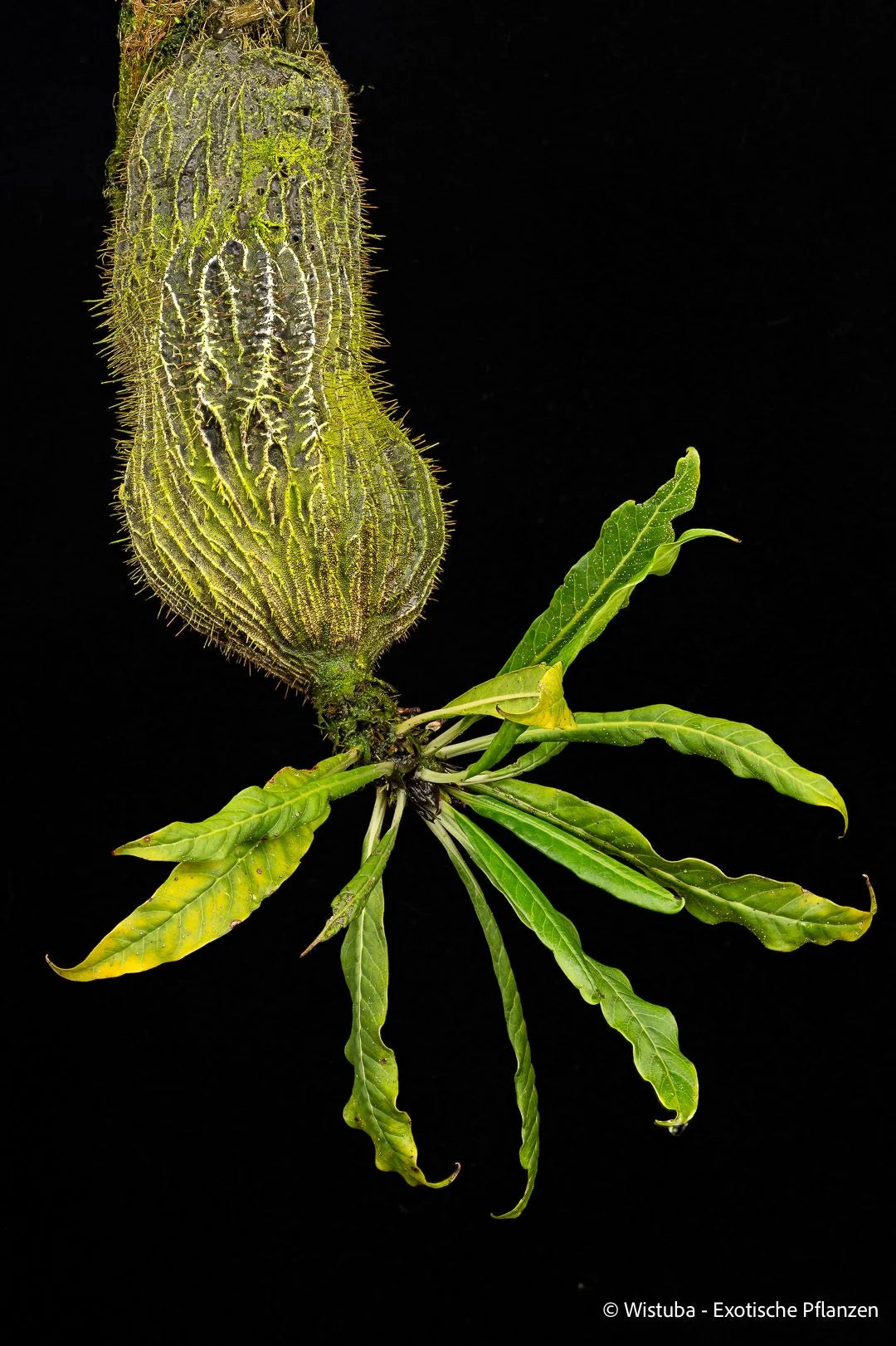 Myrmecodia pendens (road to Kutubu, PNG) 大森食虫植物農園