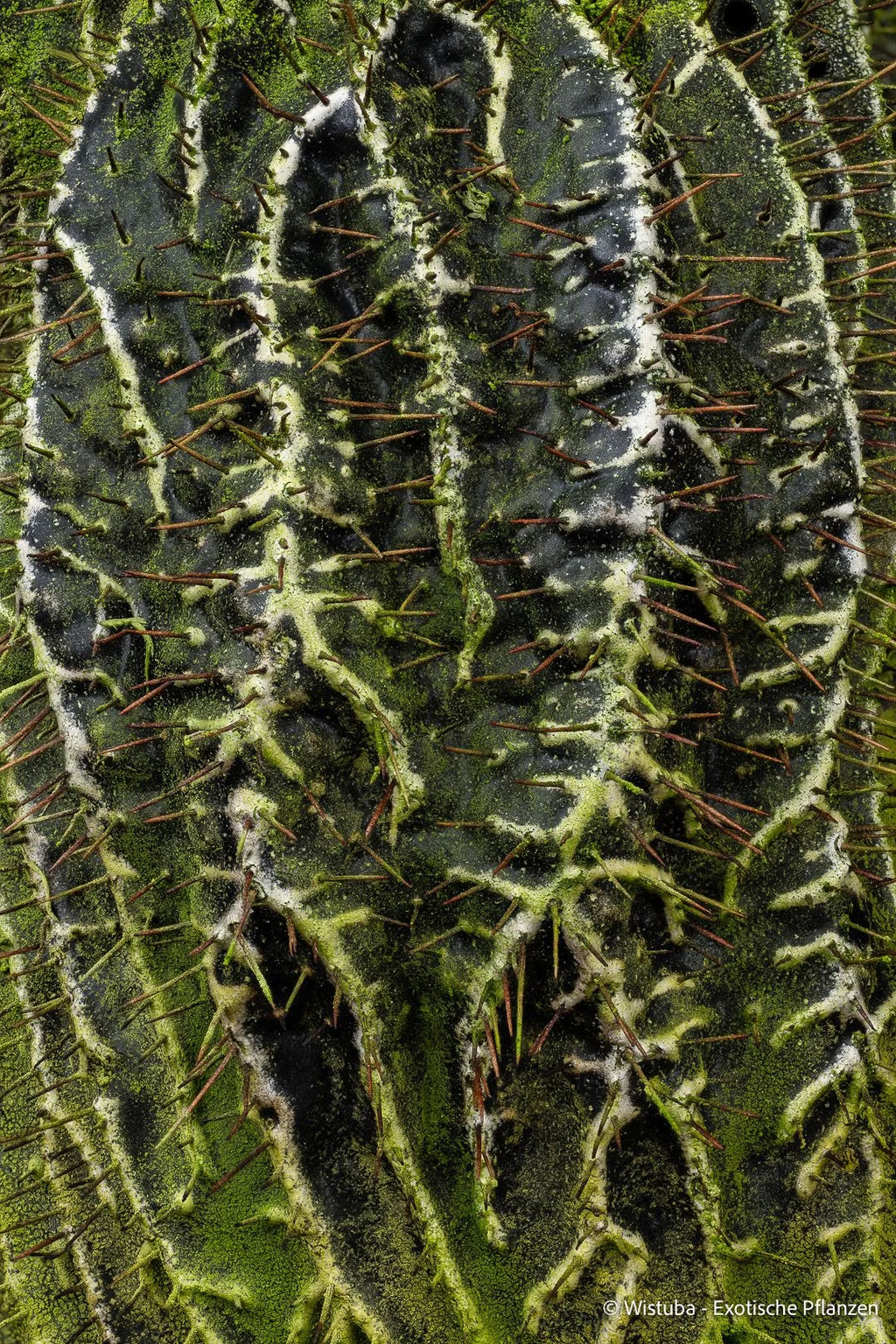 Myrmecodia pendens (road to Kutubu, PNG) 大森食虫植物農園
