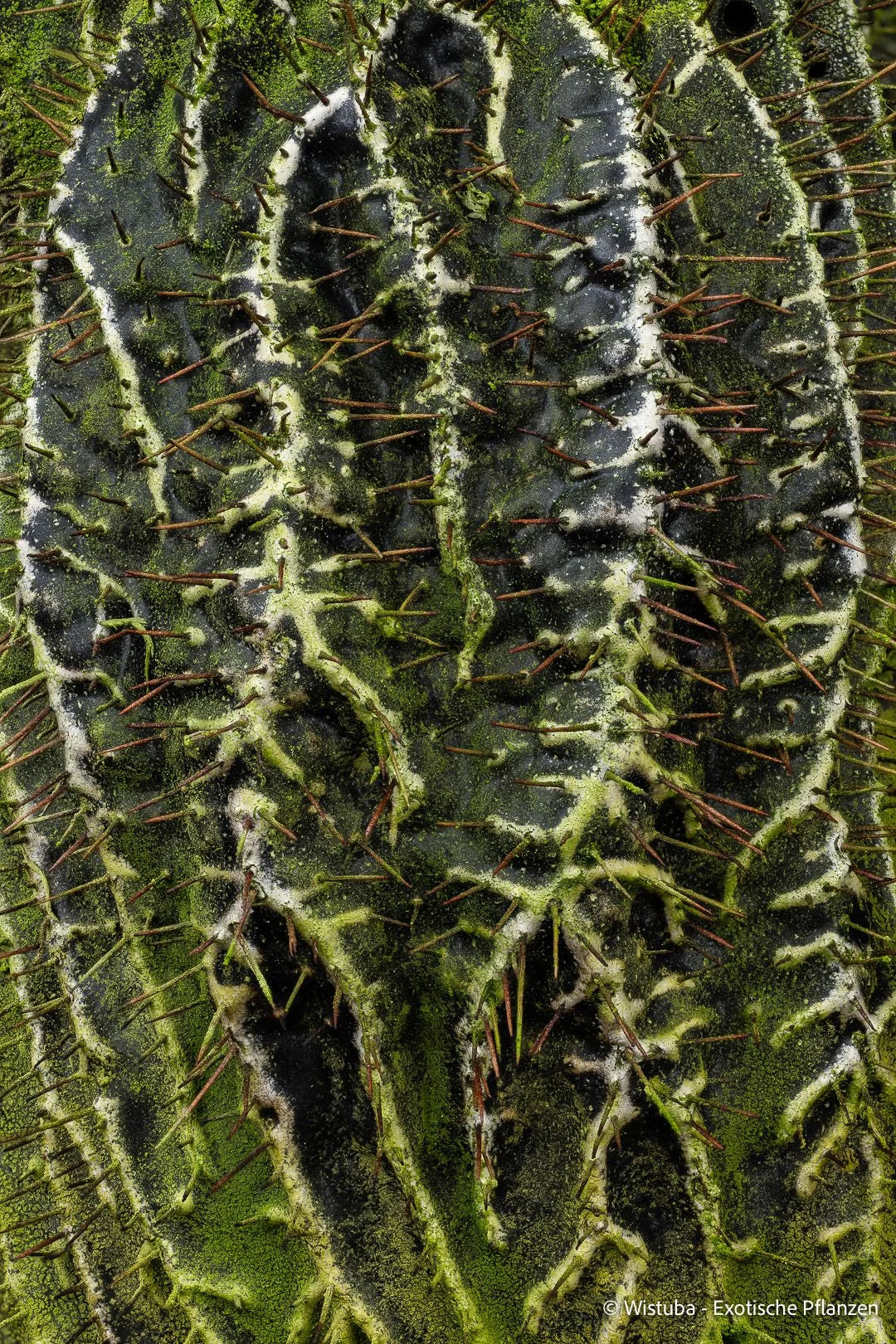 Myrmecodia pendens (road to Kutubu, PNG) 大森食虫植物農園