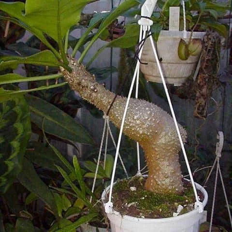 Myrmecodia platytyrea, ex Bot. Garden T�bingen 大森食虫植物農園