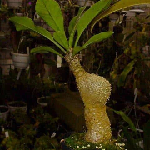 Myrmecodia platytyrea, ex Bot. Garden T�bingen 大森食虫植物農園