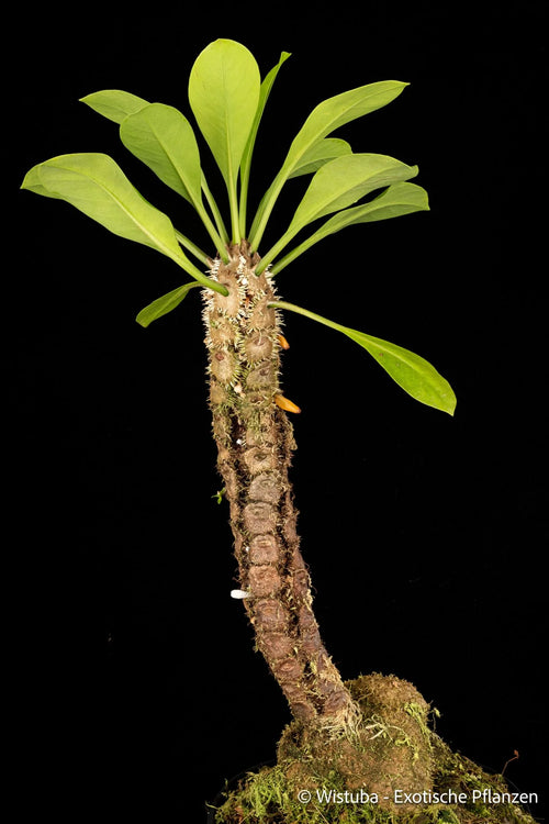 Myrmecodia platytyrea (green petioles) 大森食虫植物農園