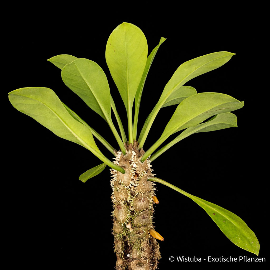 Myrmecodia platytyrea (green petioles) 大森食虫植物農園