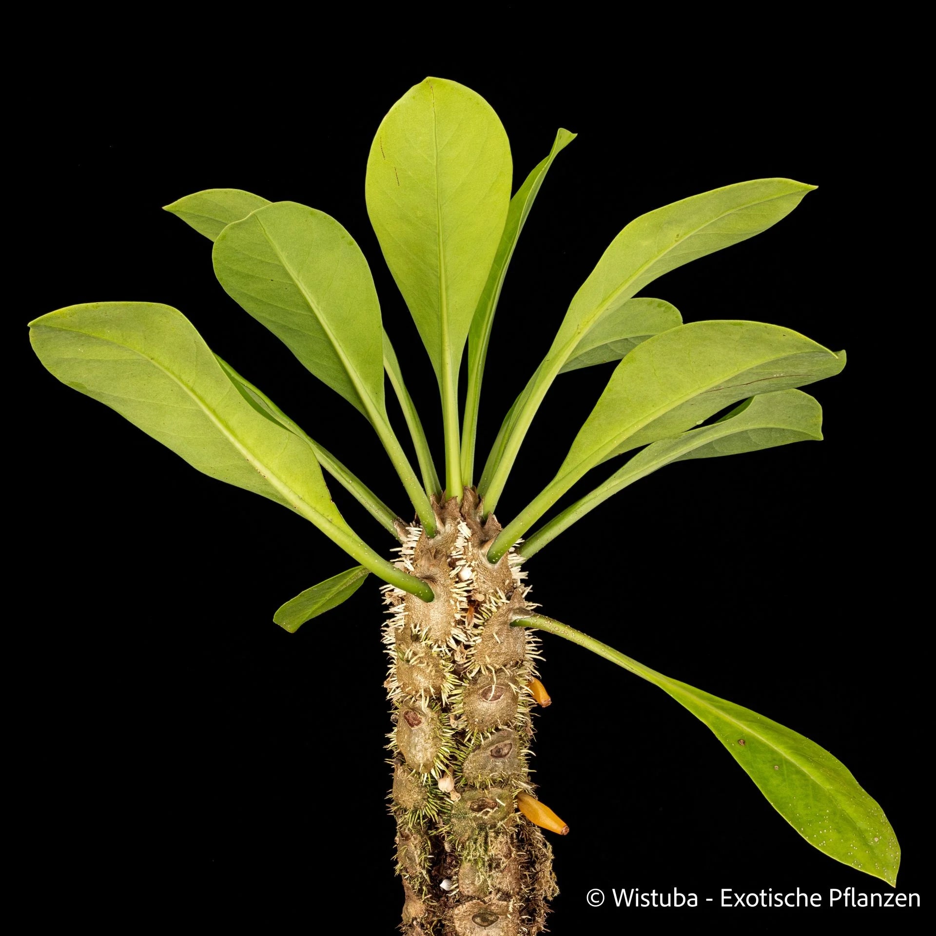 Myrmecodia platytyrea (green petioles) 大森食虫植物農園