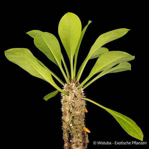 Myrmecodia platytyrea (green petioles) 大森食虫植物農園