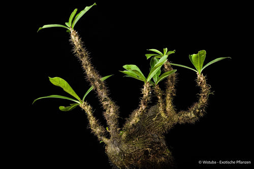 Myrmecodia schlechteri (Gurupoka, PNG) 大森食虫植物農園