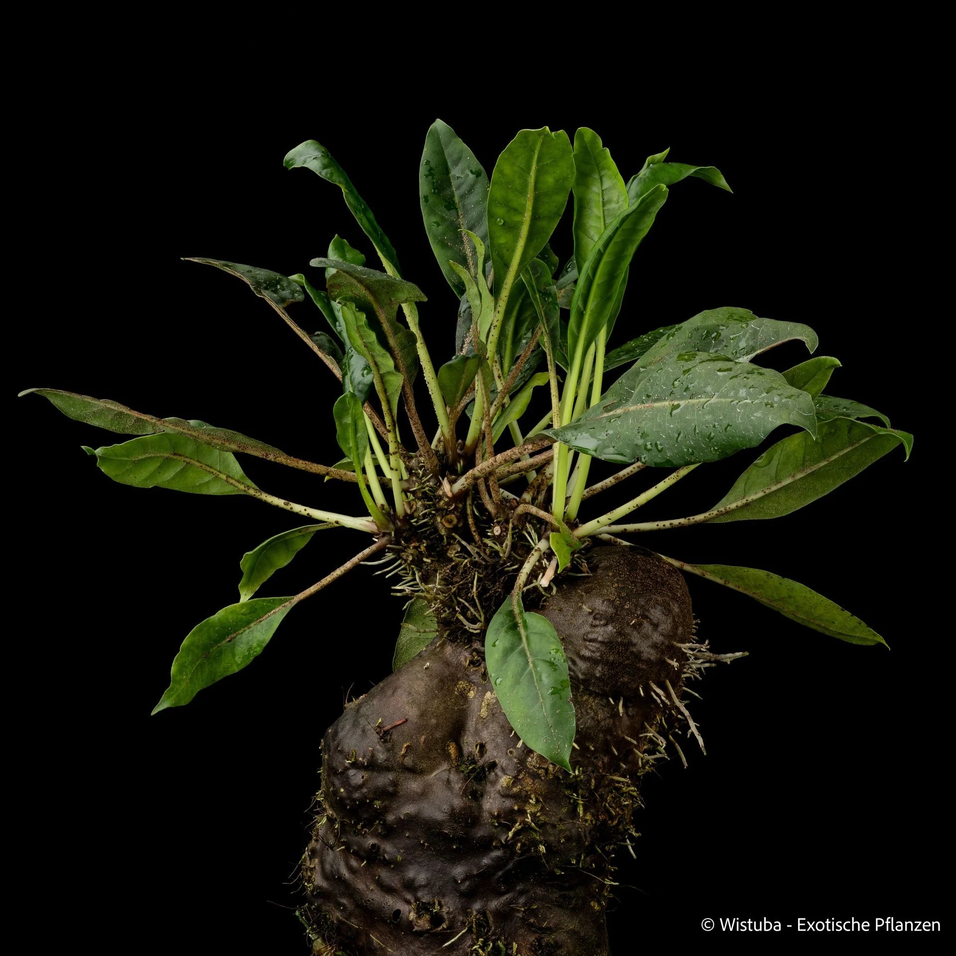 Myrmecodia sp., black caudex (Palu, Central Sulawesi) 大森食虫植物農園