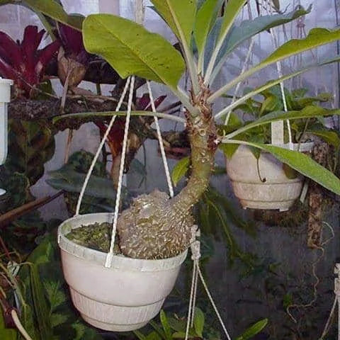 Myrmecodia spec. Bako NP 大森食虫植物農園