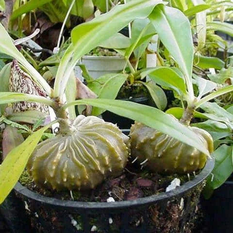 Myrmecodia spec. Bako NP 大森食虫植物農園