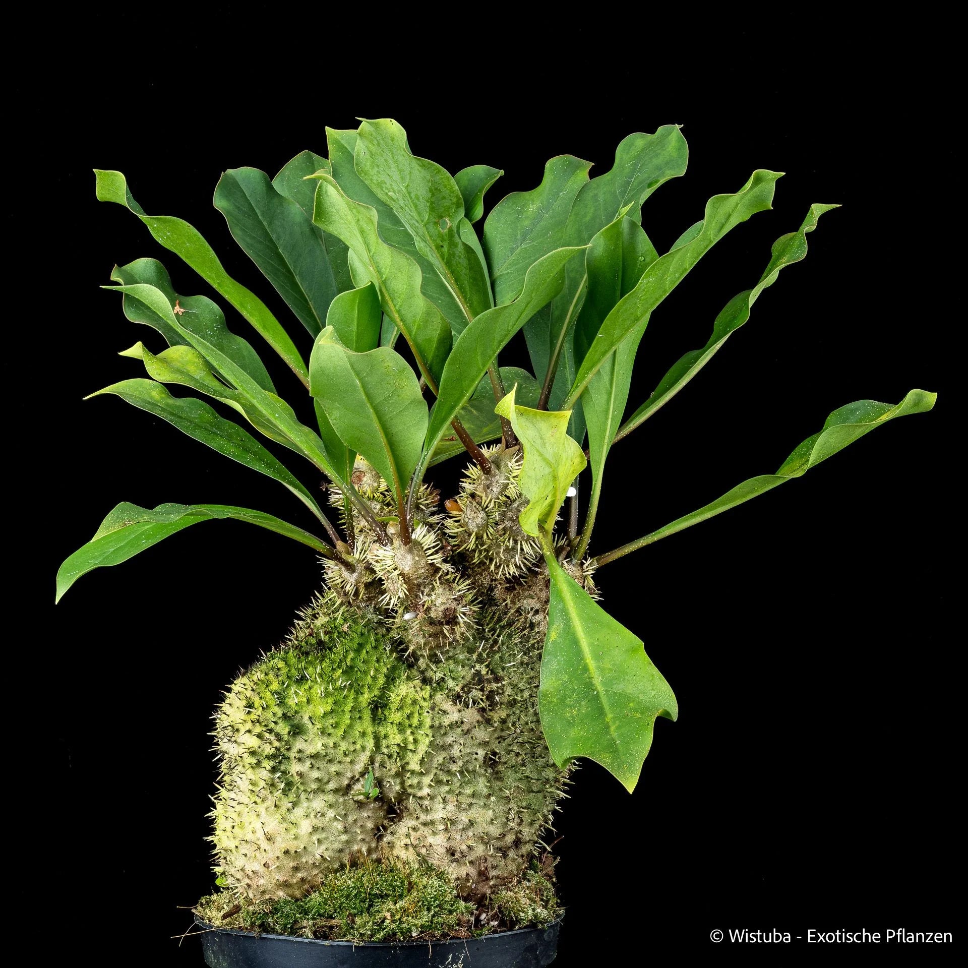 Myrmecodia spec. Bupul A (Bupul, Irian Jaya) 大森食虫植物農園