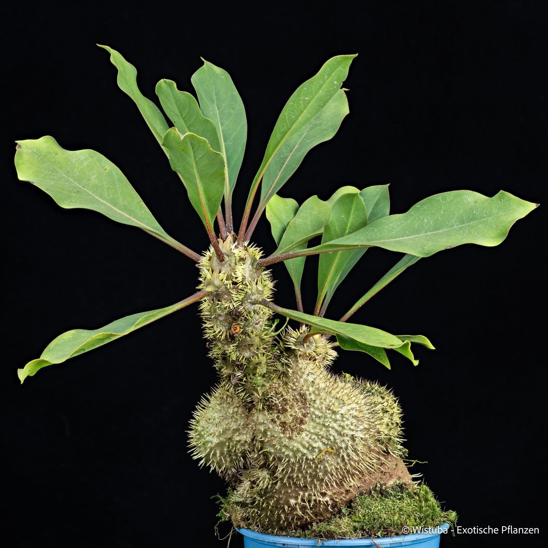 Myrmecodia spec. Bupul B (Bupul, Irian Jaya) 大森食虫植物農園
