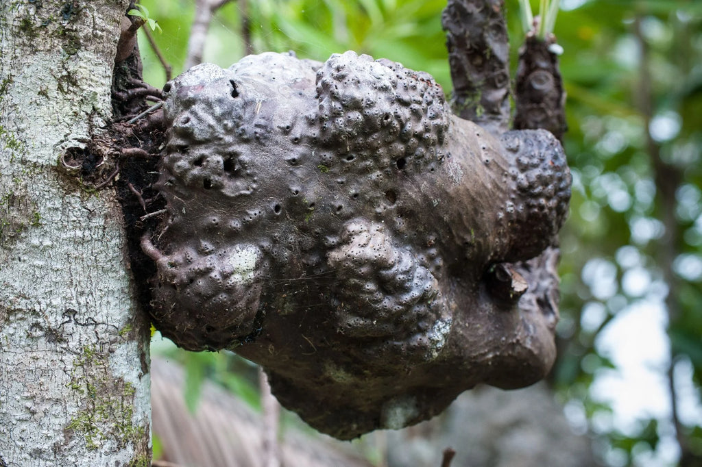 Myrmecodia spec. Dinagat, Mindanao 大森食虫植物農園
