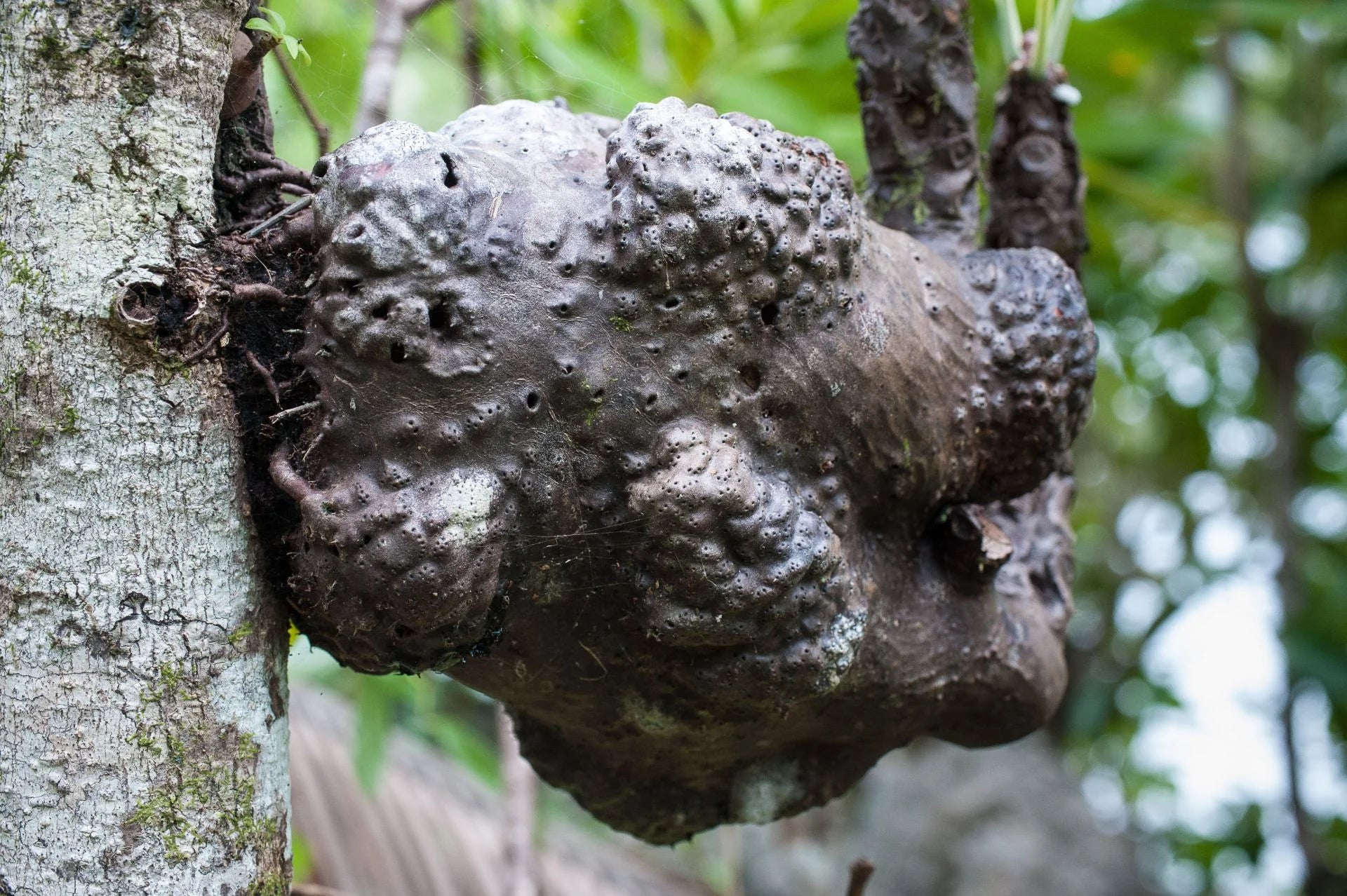 Myrmecodia spec. Dinagat, Mindanao 大森食虫植物農園