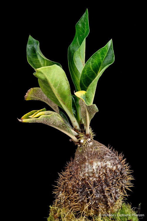 Myrmecodia spec. Doormans Top, 1600 m ASL 大森食虫植物農園