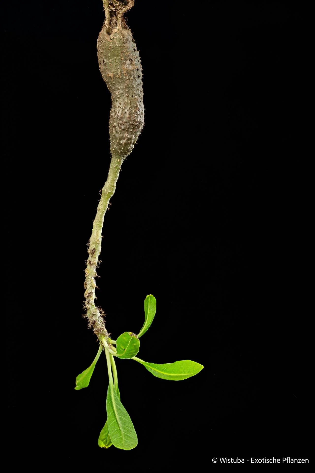 Myrmecodia spec. Extremely Elongated (Nduga, Irian Jaya) 大森食虫植物農園