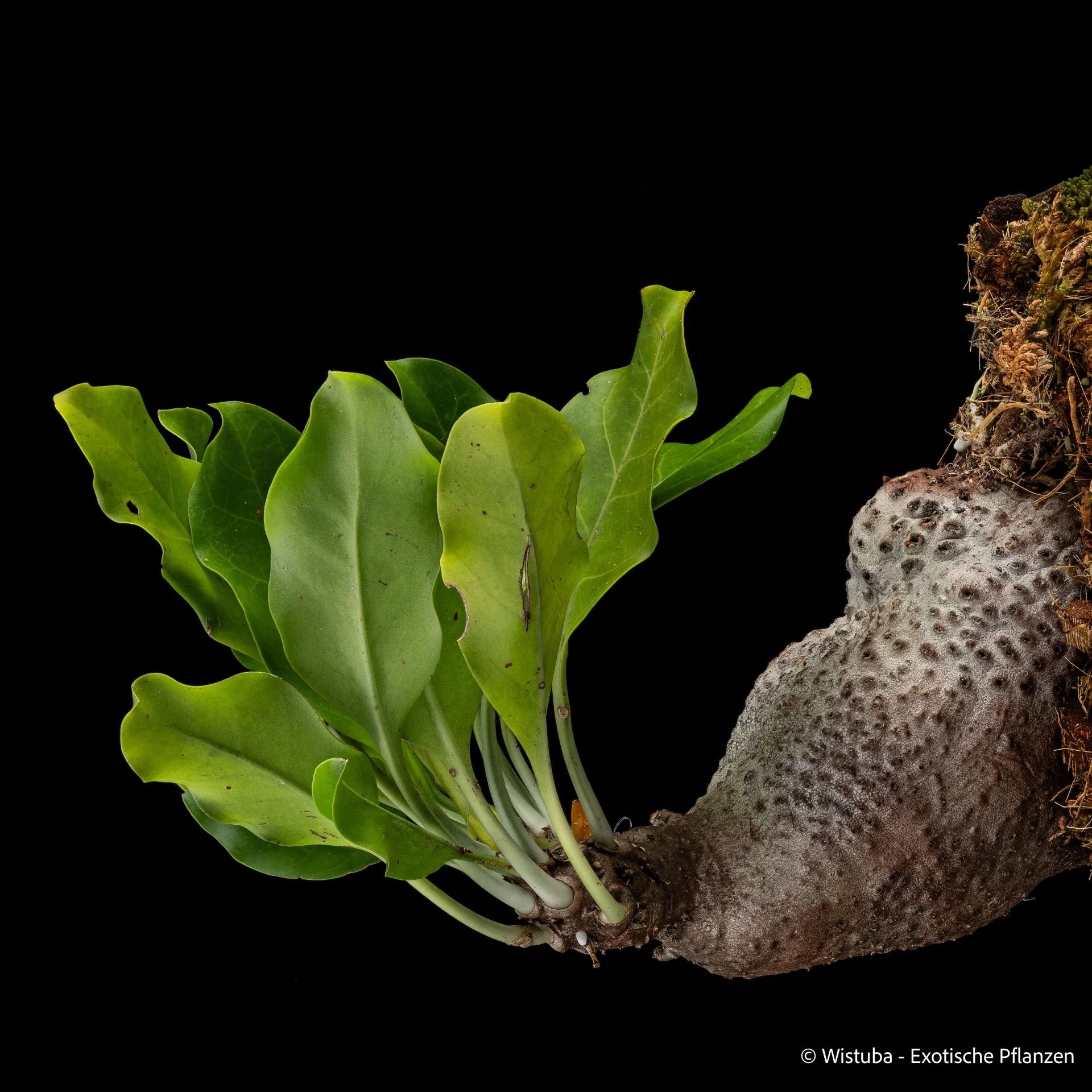 Myrmecodia spec. Morotai (Moluccas) 大森食虫植物農園