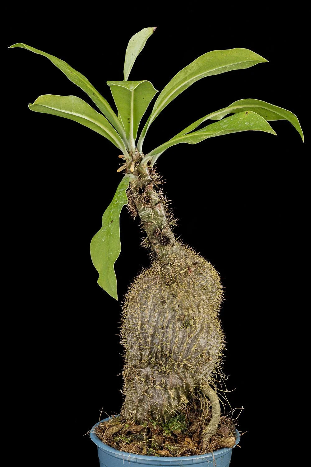 Myrmecodia spec. Siasiada (PNG) 大森食虫植物農園