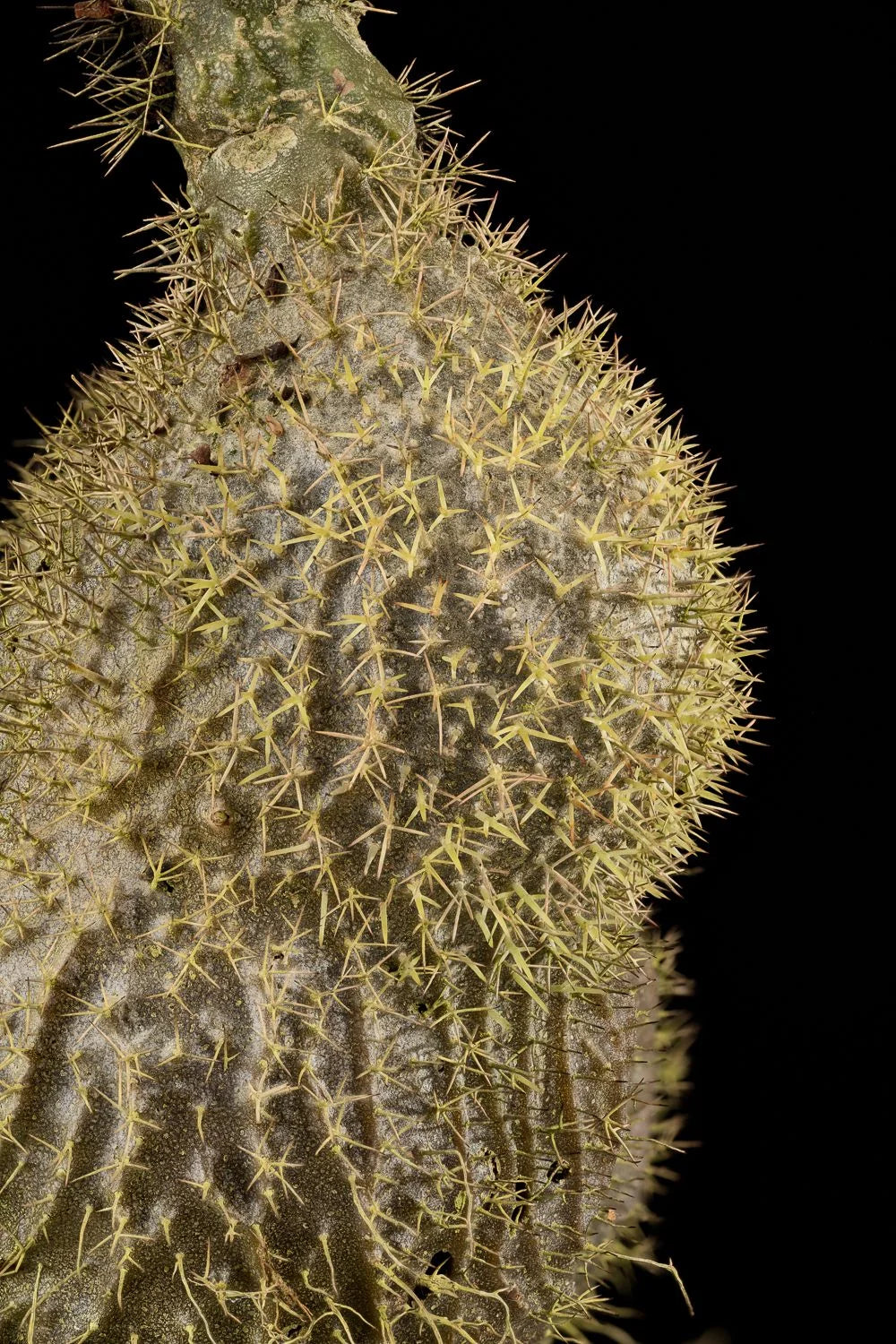 Myrmecodia spec. Siasiada (PNG) 大森食虫植物農園