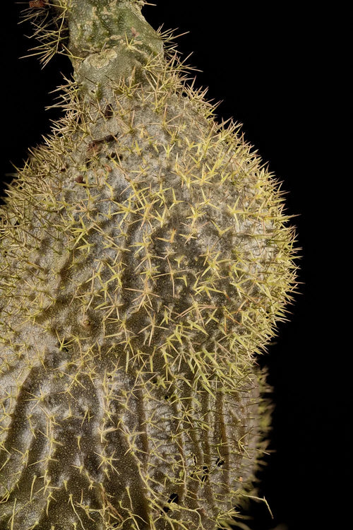 Myrmecodia spec. Siasiada (PNG) 大森食虫植物農園
