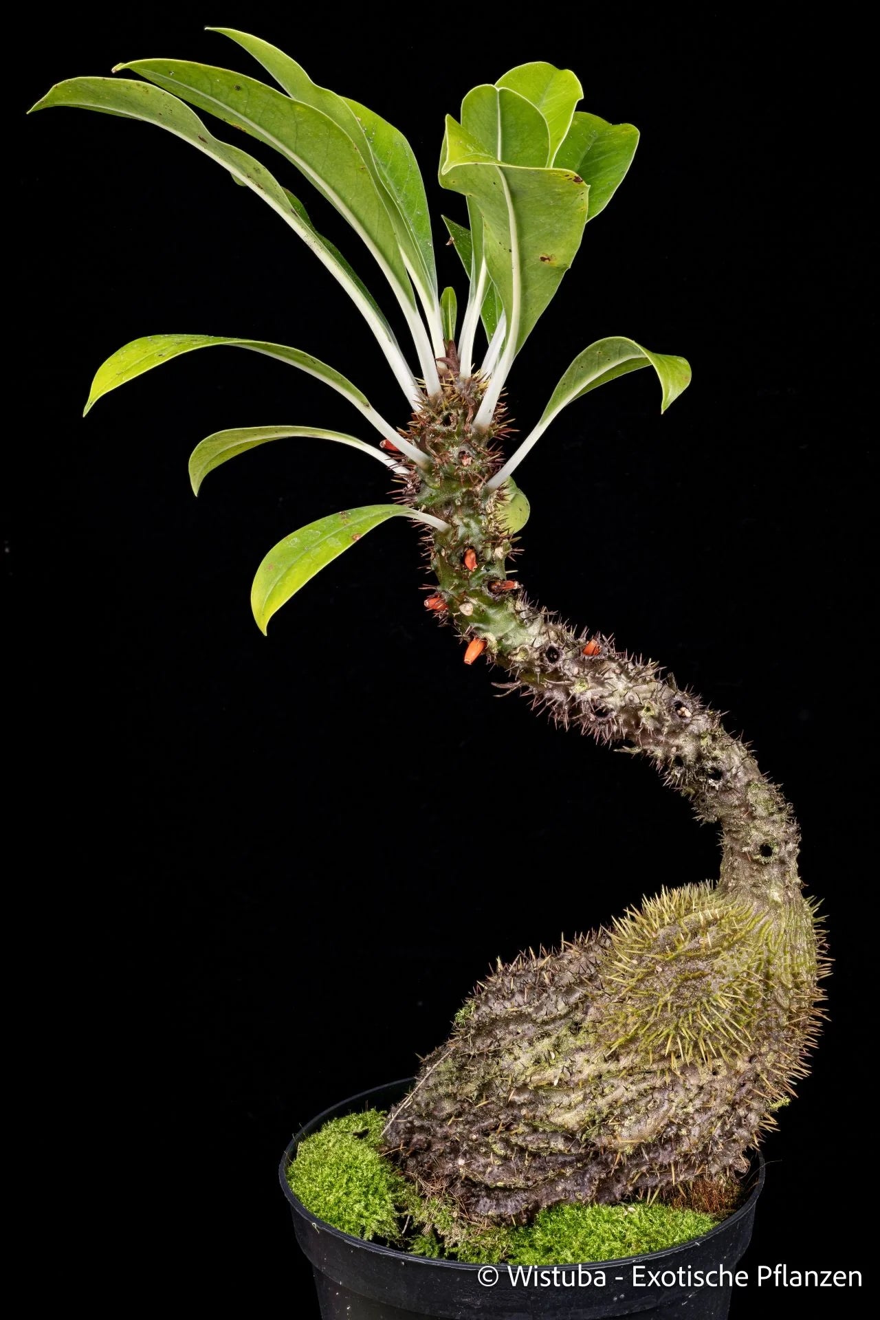 Myrmecodia spec. Thorny Stem, Timika 大森食虫植物農園
