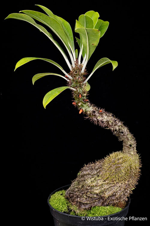 Myrmecodia spec. Thorny Stem, Timika 大森食虫植物農園