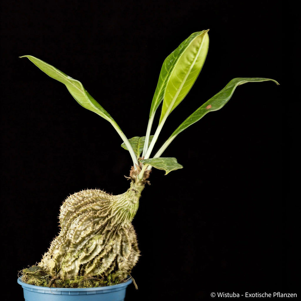 Myrmecodia spec. Timika (small spines, little holes) 大森食虫植物農園