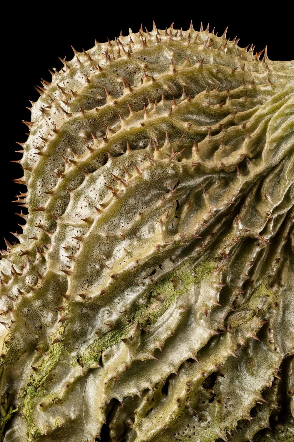 Myrmecodia spec. Timika (small spines, little holes) 大森食虫植物農園