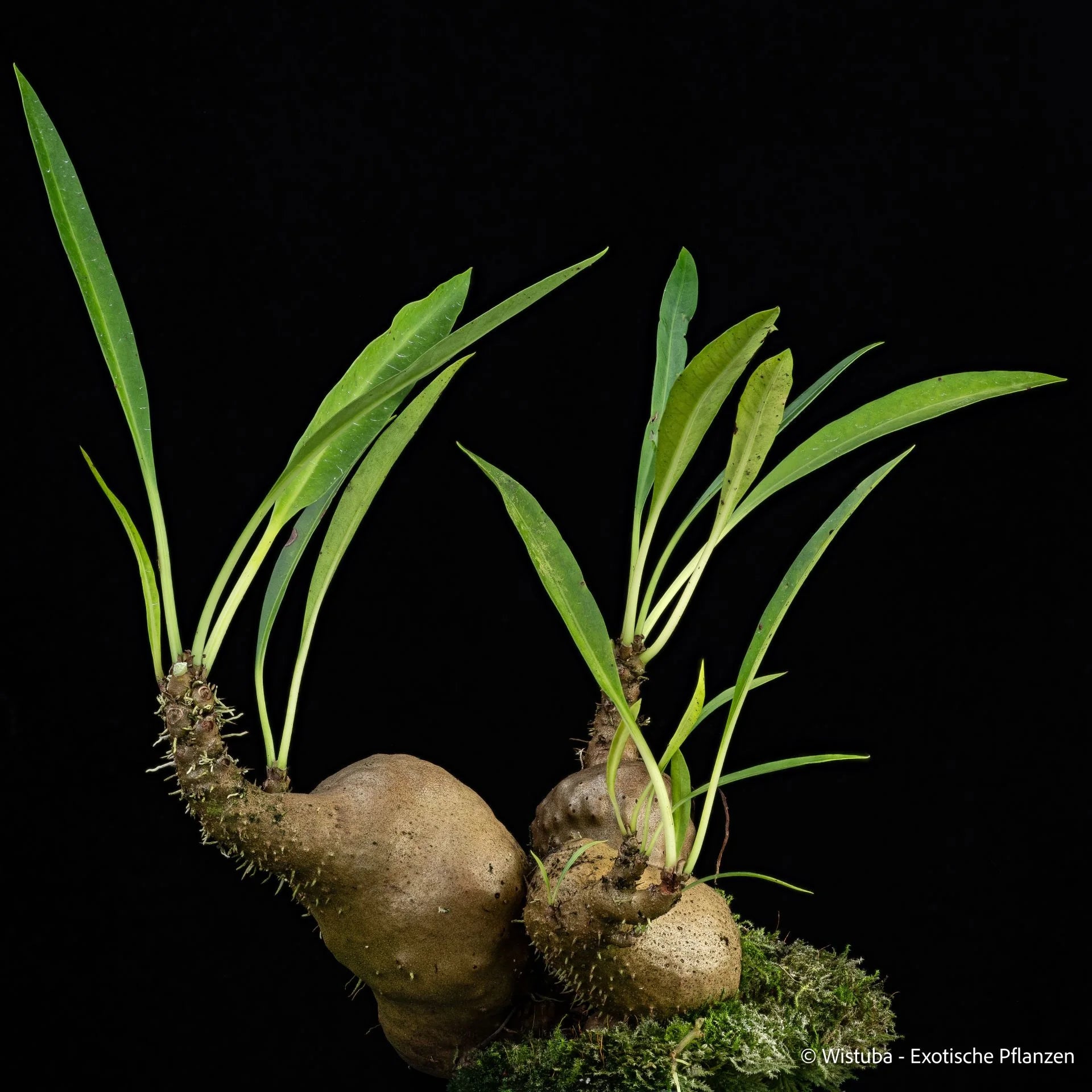 Myrmecodia spec. "Elongated" (Sulawesi) 大森食虫植物農園