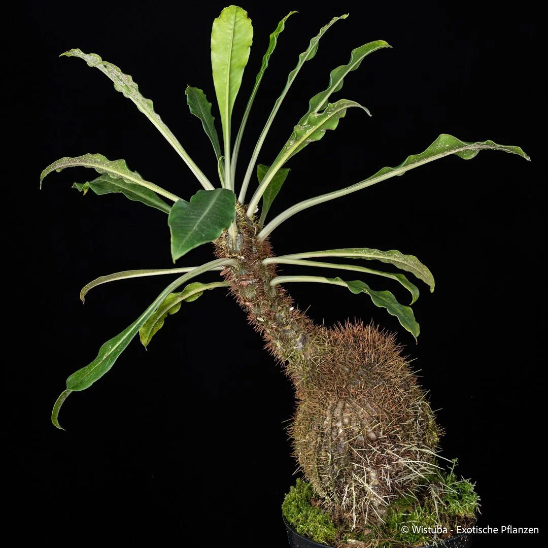 Myrmecodia spec. (Jayawijaya, Irian Jaya) 大森食虫植物農園