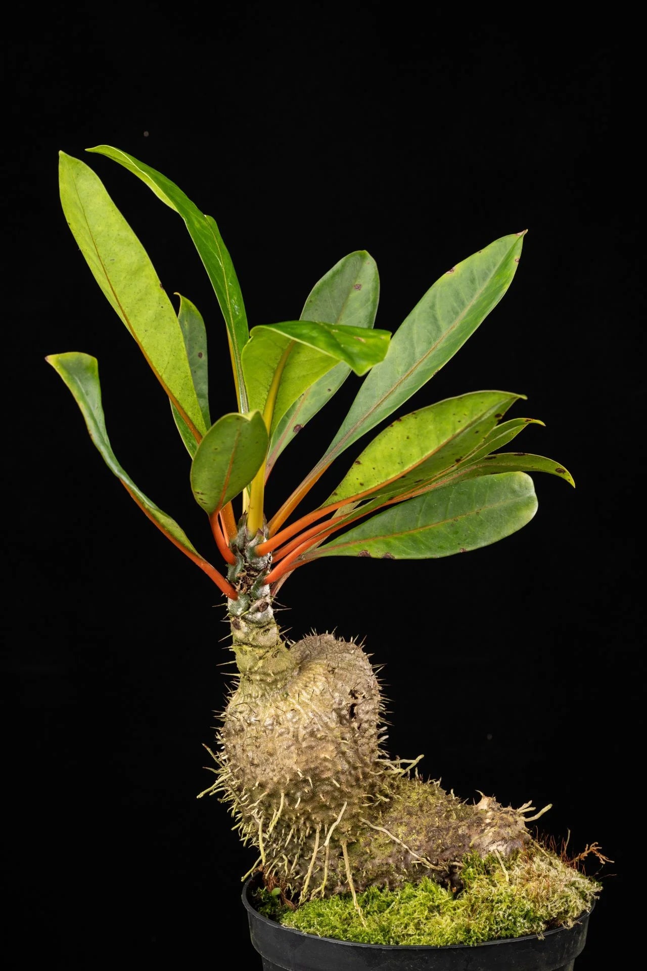 Myrmecodia spec. (Manado, Sulawesi) 大森食虫植物農園