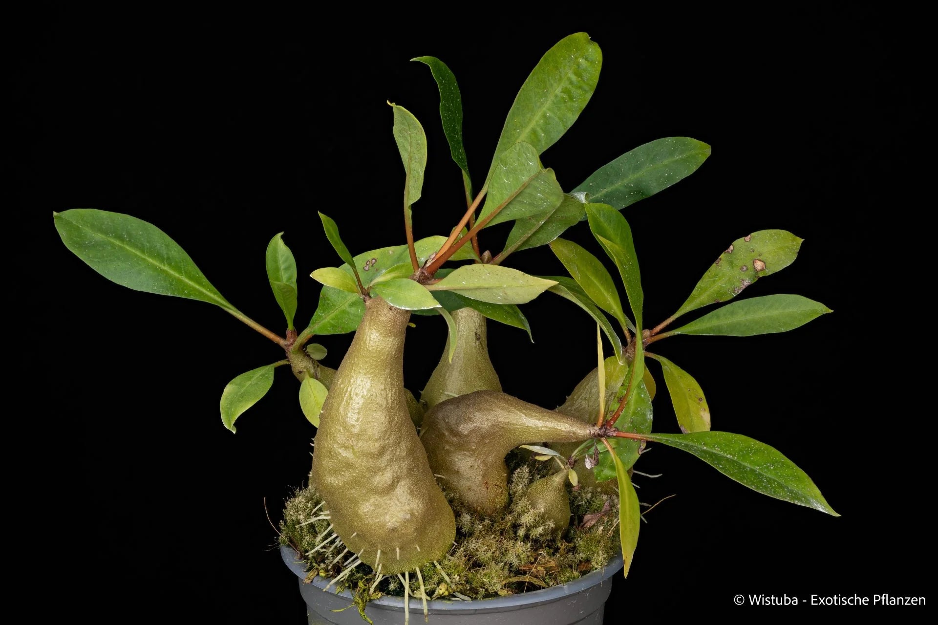 Myrmecodia spec. (Minahasa, north-western Sulawesi) 大森食虫植物農園