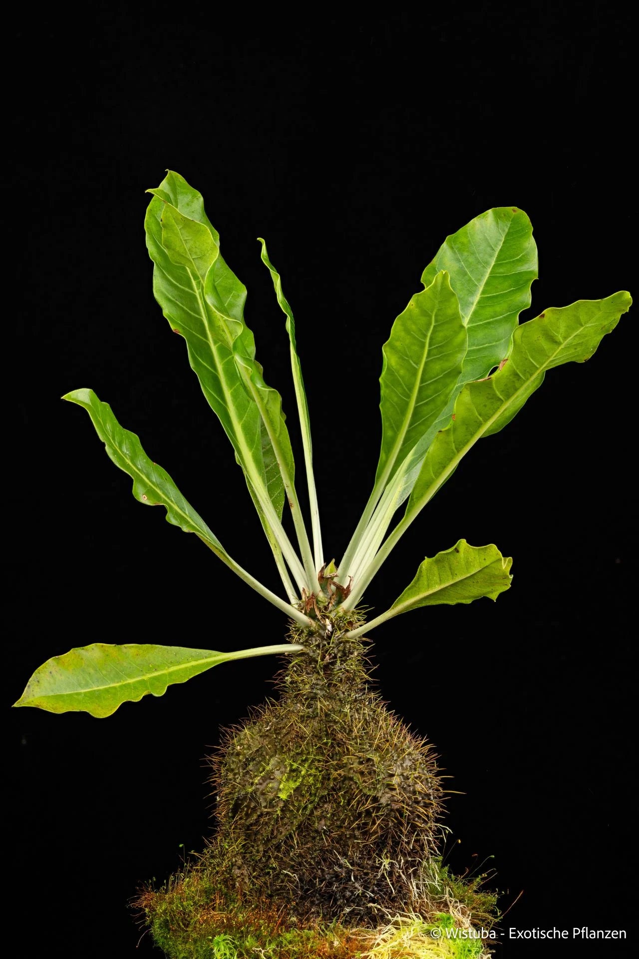 Myrmecodia spec. (cf. sterrophylla – Anggi Lakes, Irian Jaya) 大森食虫植物農園