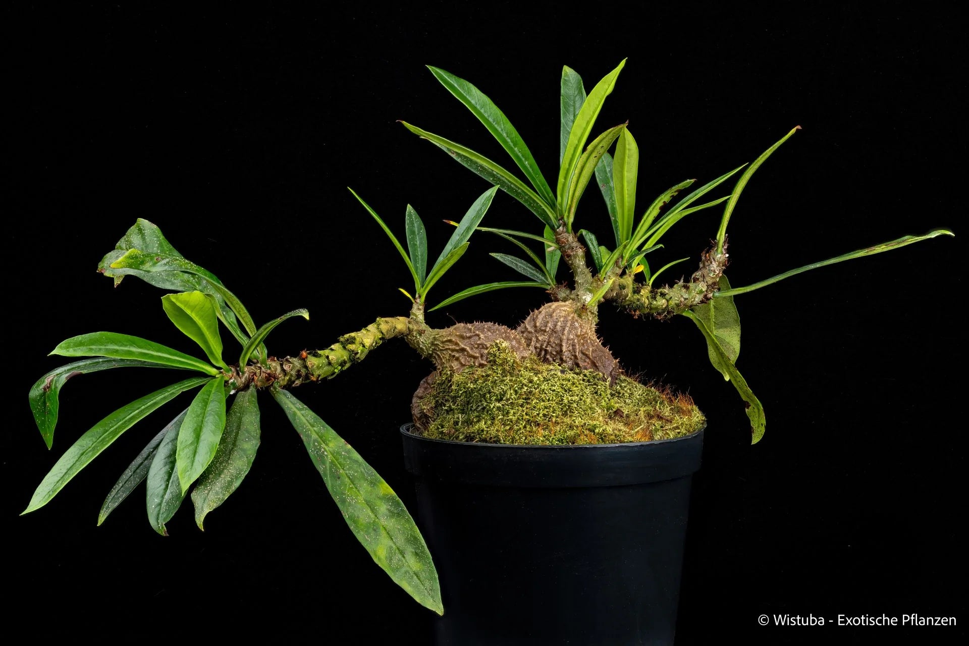 Myrmecodia spec. (lanceolate leaves, near Nabire, Irian Jaya) 大森食虫植物農園