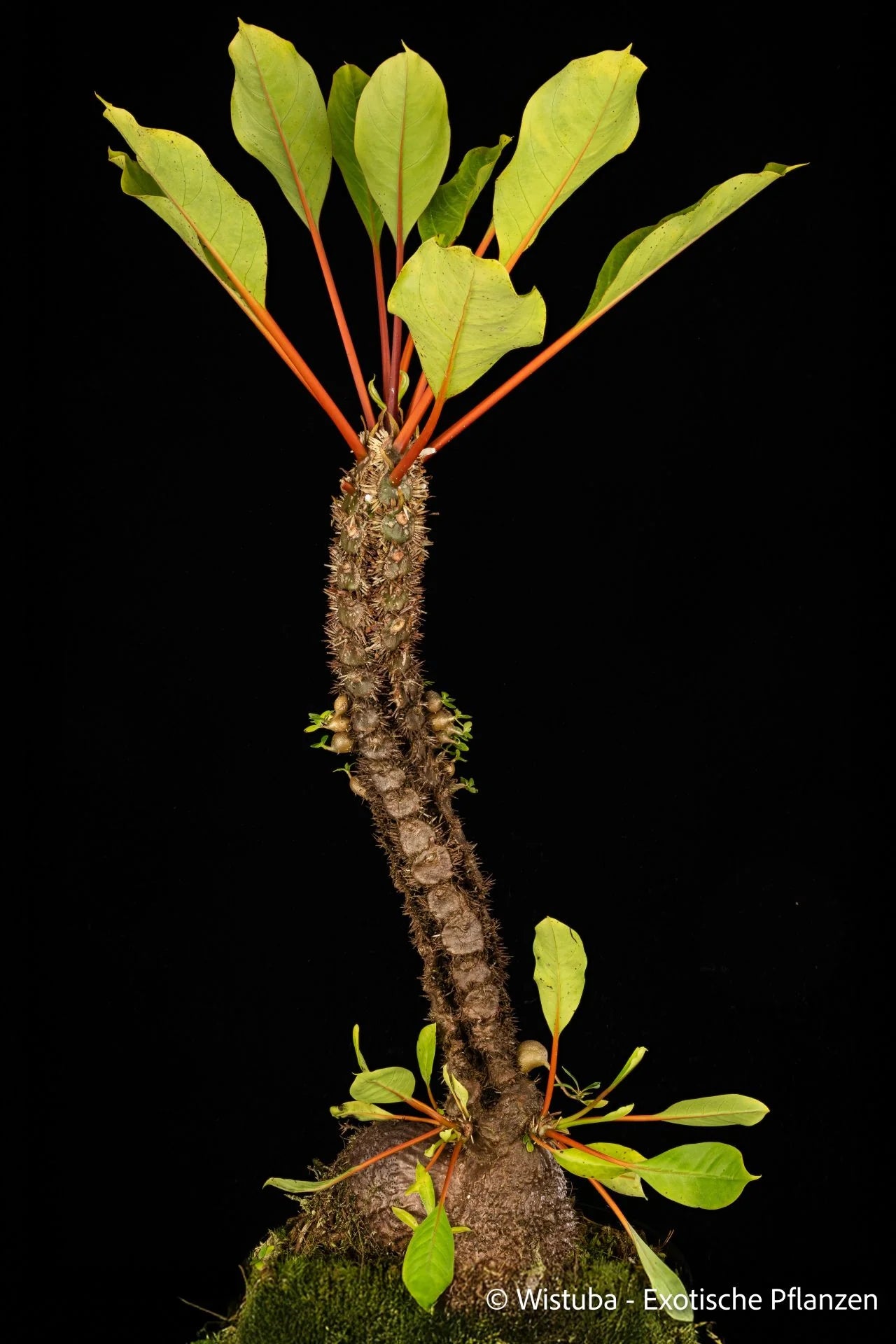 Myrmecodia spec. (orange coloured petioles, unknown origin) 大森食虫植物農園