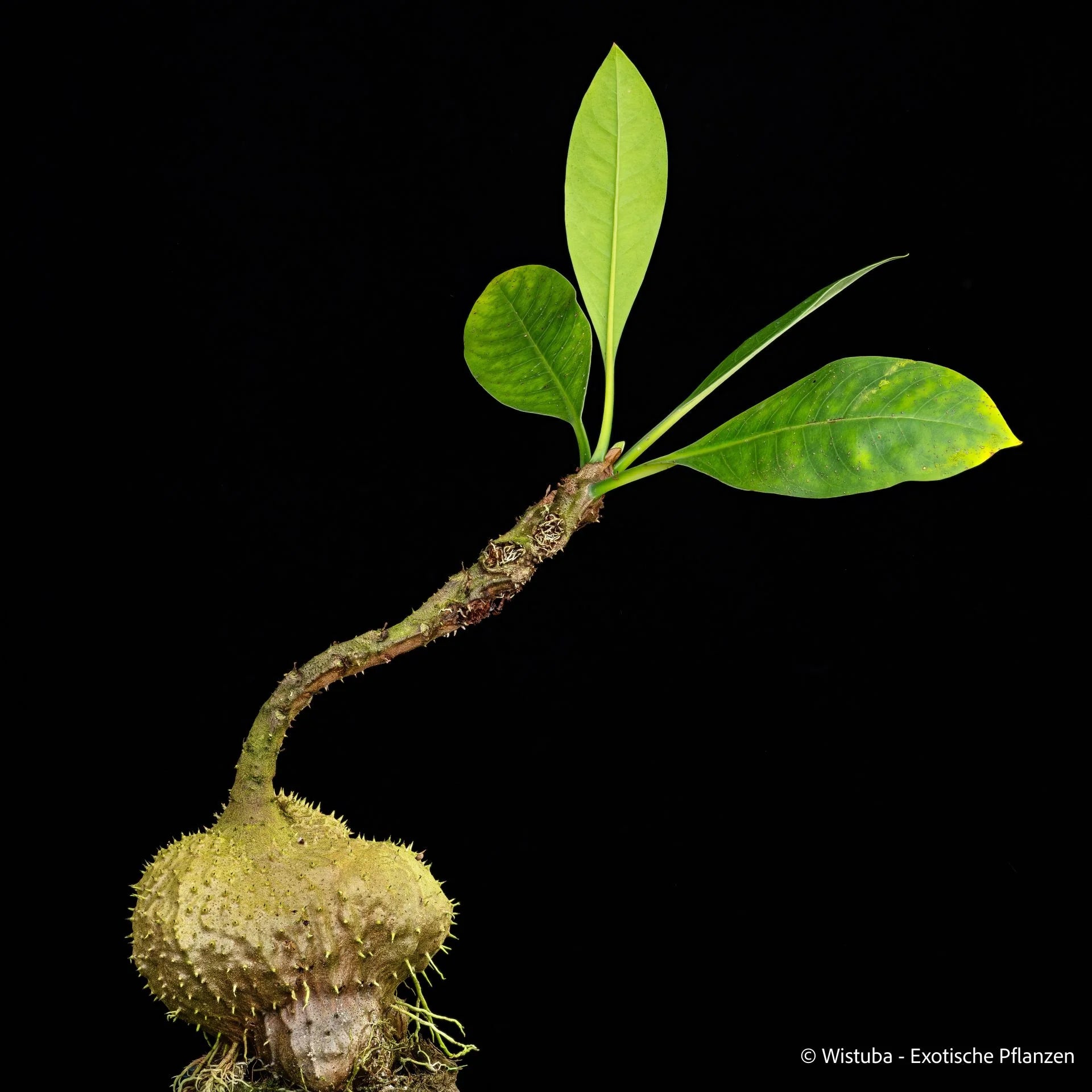 Myrmecodia spec. nov. (Doorman, Foothills, Irian Jaya) 大森食虫植物農園