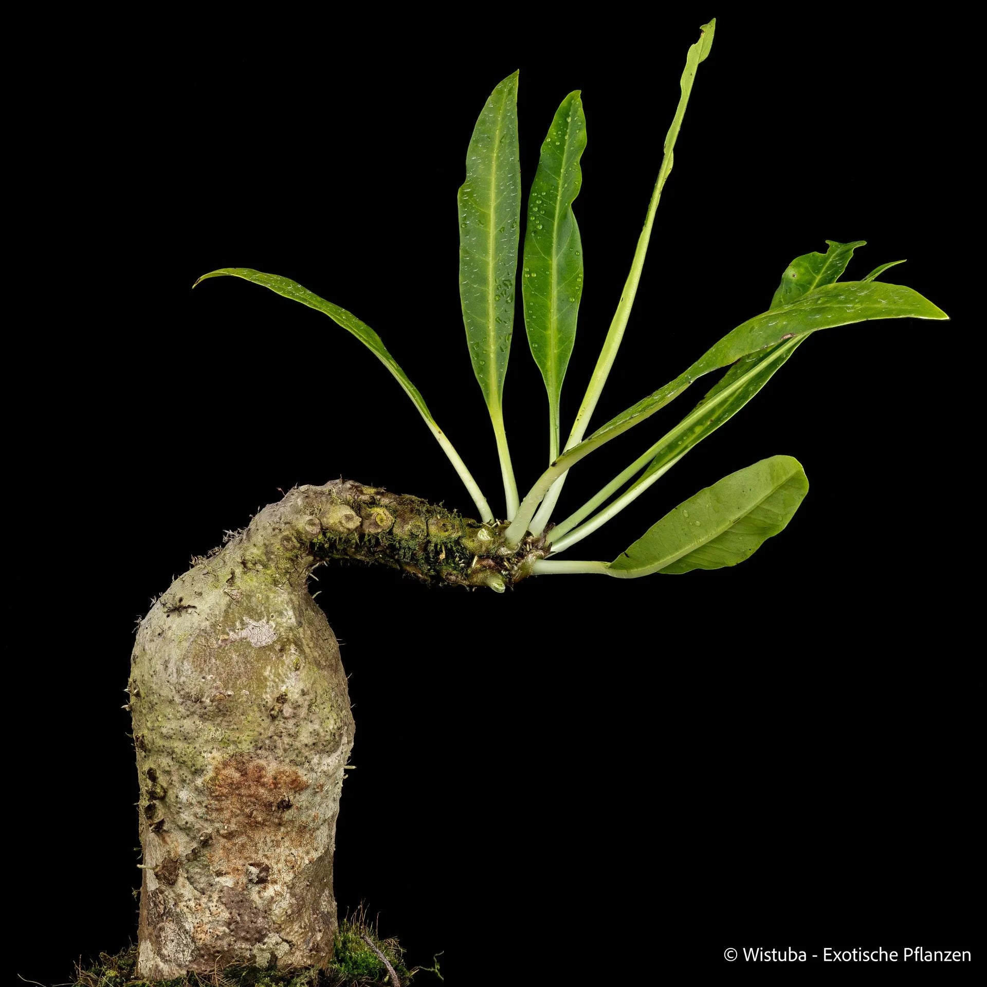Myrmecodia spec. smooth elongated caudex (Manado, northeast Sulawesi) 大森食虫植物農園