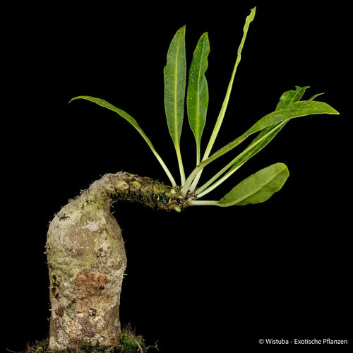 Myrmecodia spec. smooth elongated caudex (Manado, northeast Sulawesi) 大森食虫植物農園