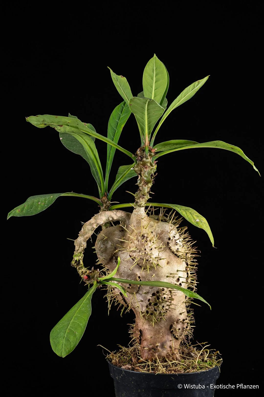Myrmecodia spec. versteegii (Ransiki, Irian Jaya) 大森食虫植物農園